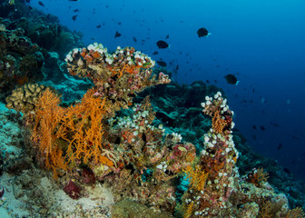 Naklejka na ściany i meble Coral reef, Maldives