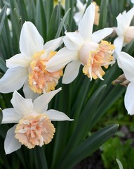  Spring beautiful flowers narcissus