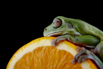 White's tree frog