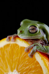 White's tree frog