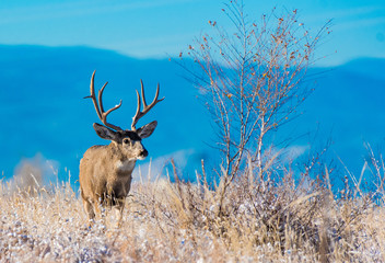 Mule Deer Buck in Autumn, Colorado
