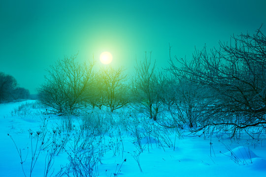 Sunrise over apple orchard in frosty snowy morning in snowy winter