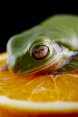 White's tree frog