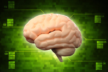 Human brain 3d illustration
