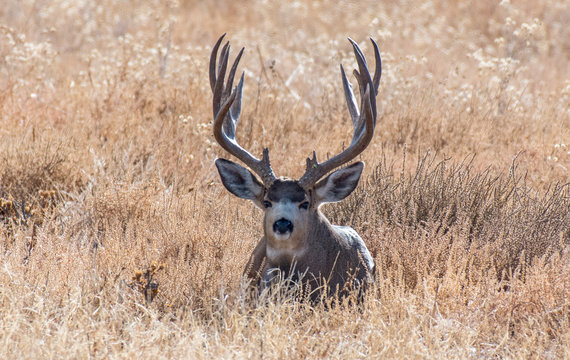 Mule Deer Buck in Autumn