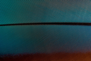 Blue Green and Burgundy Feather Pattern Macro for Backgrounds