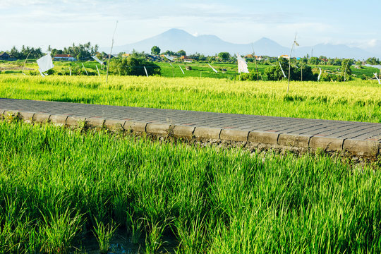 Rice fields and road with mountains on background