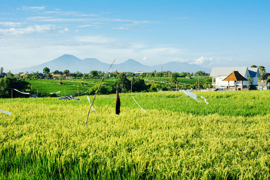 Rice fields  with mountains on background