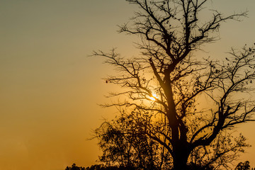 silhouette of tropical sunset with  trees, Thailand