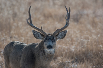 Mule Deer Buck in Fall, Colorado