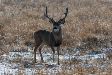 Mule Deer Buck in Fall, Colorado