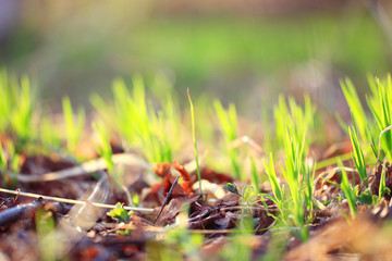 Background texture of fresh spring green grass