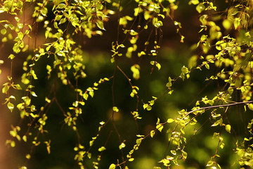 young green leaves spring background