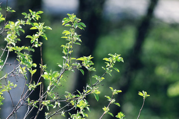 young green leaves spring background