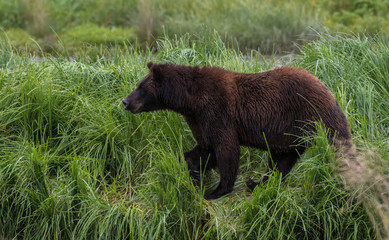 Alaskan Brown Bear Searching for Food along a River Bank