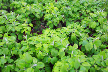 young green leaves spring background