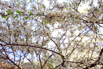 toned background spring tree branches with young leaves sun glare blur bokeh
