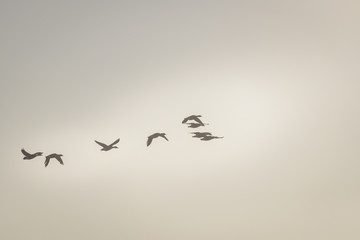 Gooses flying in the golden hour sunlight, pastel color
