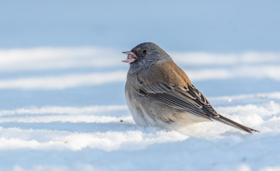 Gray-headed Dark-eyed Junco Foraging for food