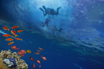 Divers on a rope underwater