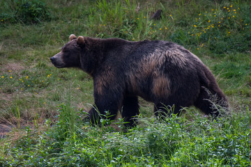 Alaska Brown Bear in the Wilderness