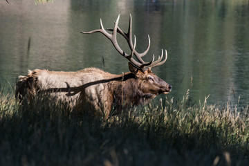 Bull Elk by Lake During Rut