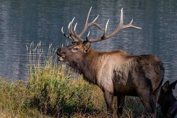 Bull Elk by Lake During Rut
