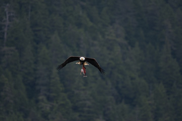 Fototapeta na wymiar Bald Eagle Flying with Dinner