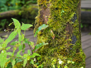 forest trees doi inthanon national park in chaing mai, thailand