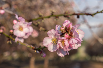 Blossoming almond white pink flowers after rain