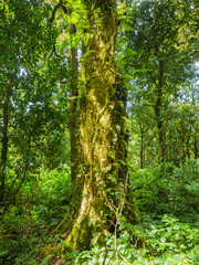 forest trees doi inthanon national park in chaing mai, thailand