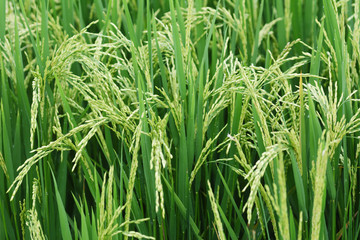 Growing rice and green grass field
