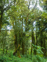 forest trees doi inthanon national park in chaing mai, thailand
