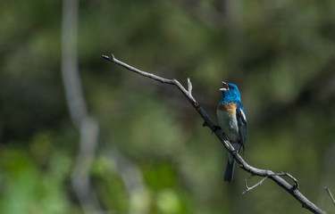 Lazuli Bunting Singing in Springtime