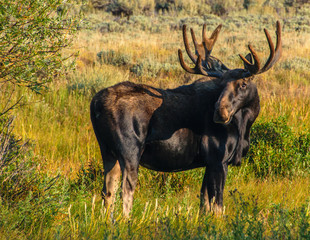 Bull Moose Profile Shot