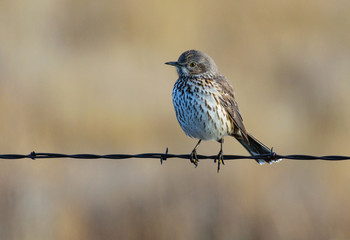 Juvenile Sage Thrasher on a Wire Fence
