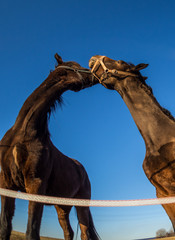 Liebe zwischen Pferden