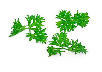 Parsley herb isolated on white background.