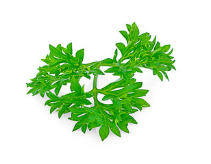 Parsley herb isolated on white background.