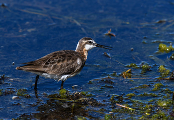 Wilson's Phalarope Foraging for Food at the Lake