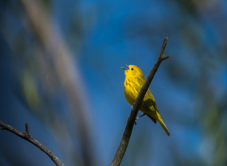 Yellow Warbler Singing