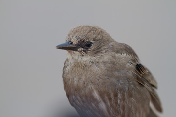 Young Starling