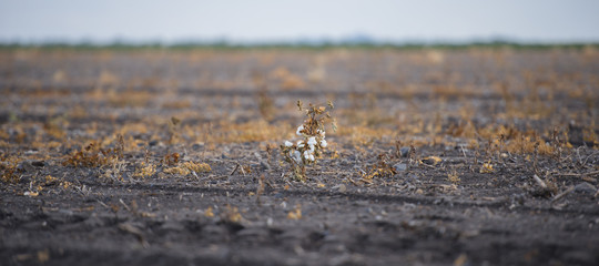 Cotton fields ready for harvesting in Oakey, Queensland