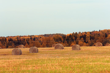 landscape haystacks in a field of autumn village