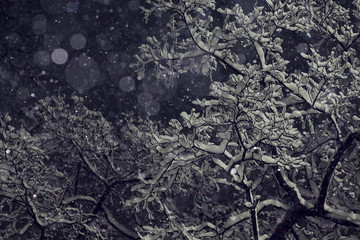 night snowfall trees background