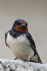 Naklejka premium Swallow