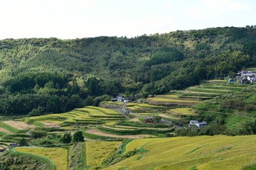 内成棚田