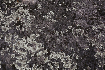 texture of the stone coquina beach