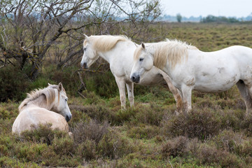Fototapeta premium Camargue horse, France