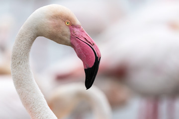 Greater flamingo (Phoenicopterus roseus), Camargue, France